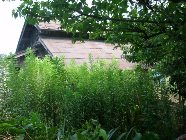 雑草の生える家